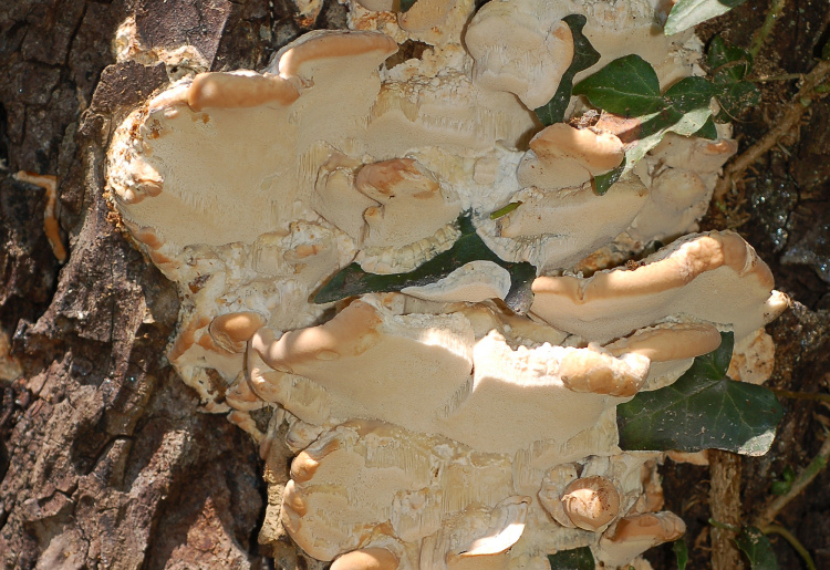 Fomitopsis iberica Melo & Ryvarden